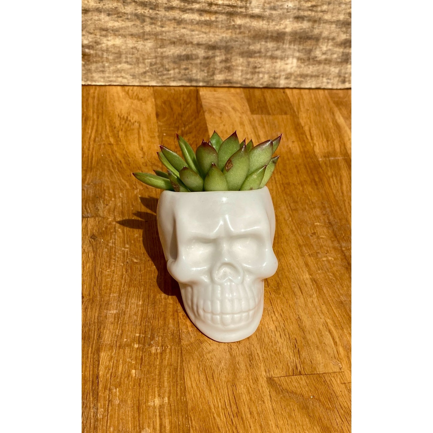 Small Skull with Potted 2" Succulent