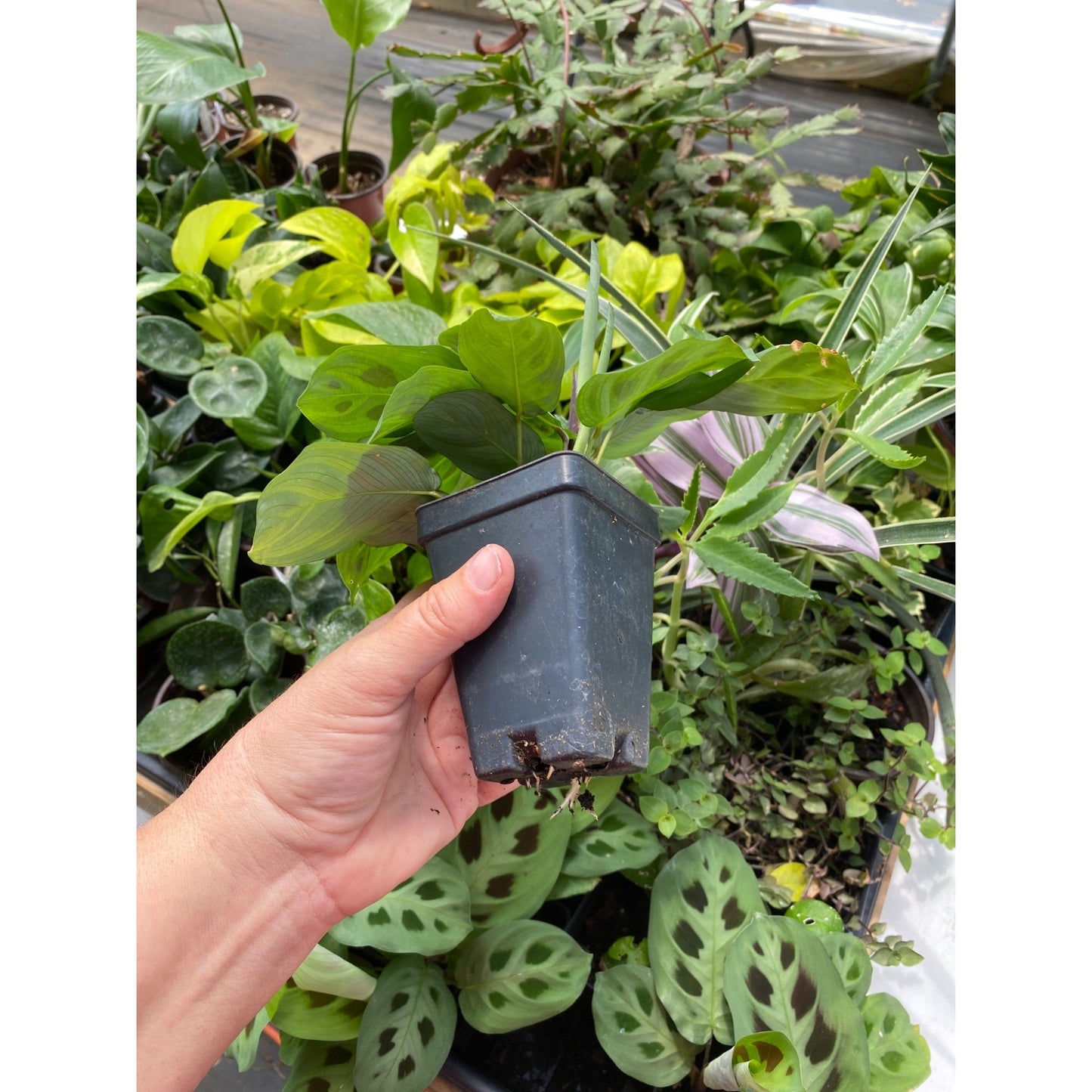 Prayer plant or Maranta Leuconeura Green 2.5" Tall Pot