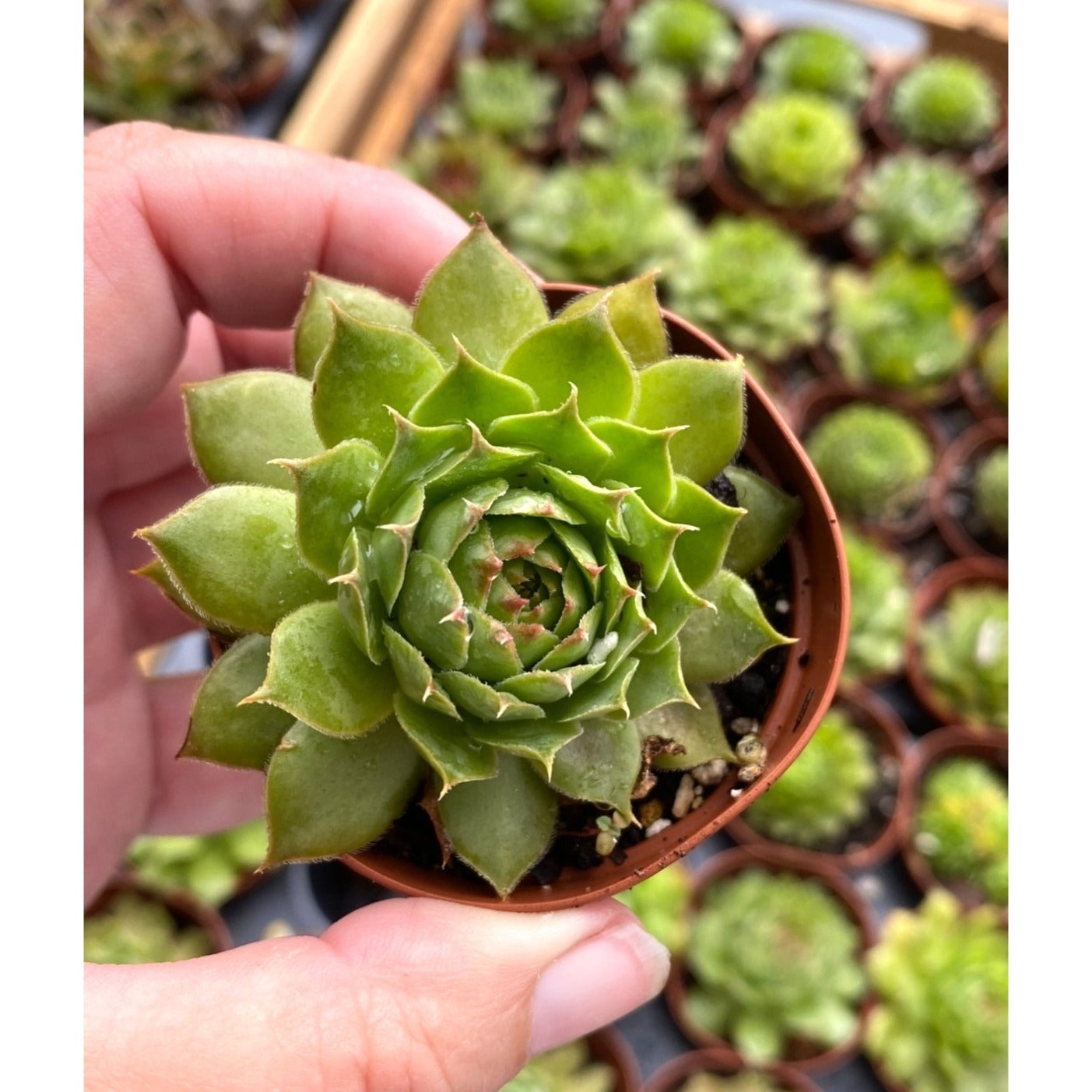 Succulent Sempervivum Gelber Stern Hens and Chicks 2 inch pot