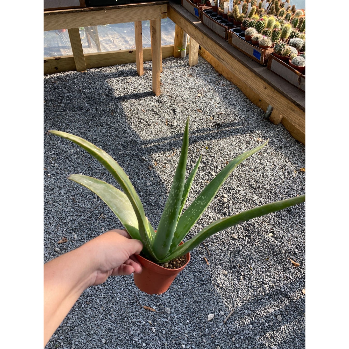 Aloe Vera Barbadensis Mill Burn First Aid Plant True Aloe 4" Pot Live Plant