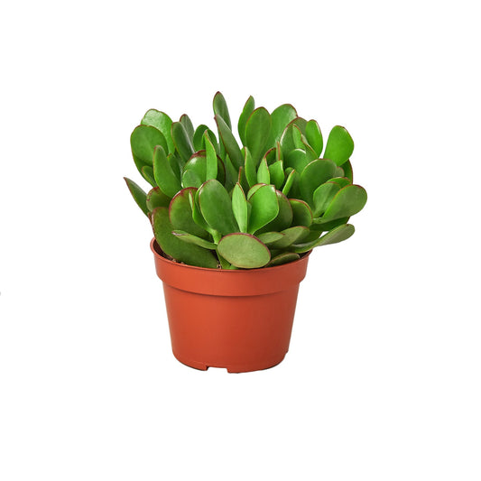 Succulent Crassula Jade Money Plant Live Plant Multiple Sizes Available