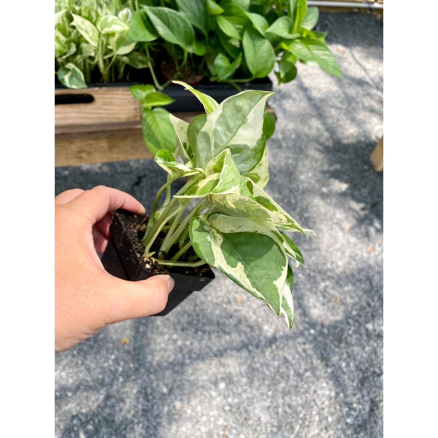 Pothos Scindapsus Wilcox or Devil's Ivy N'joy 3" Pot Live Plant