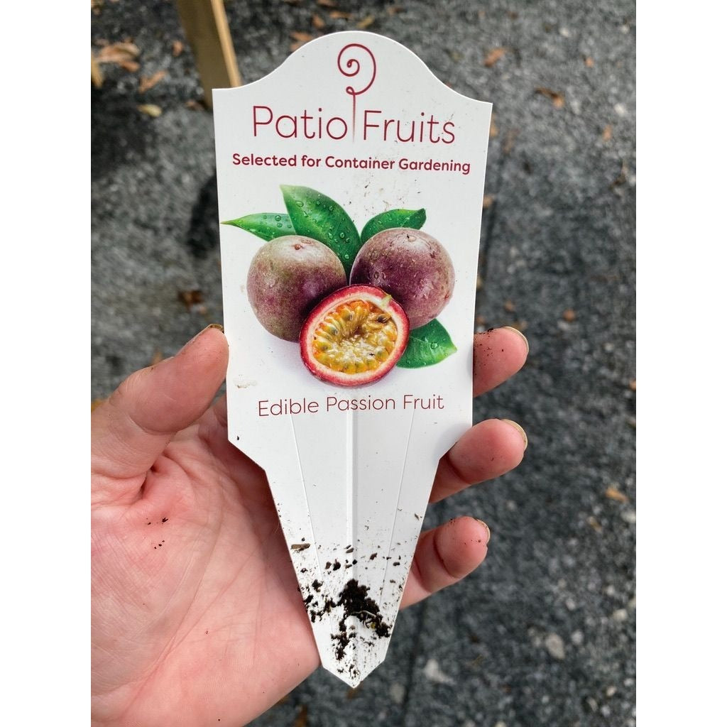 Patio Fruits Edible Passion Fruit Tree Vine 4" Pot Live Plant