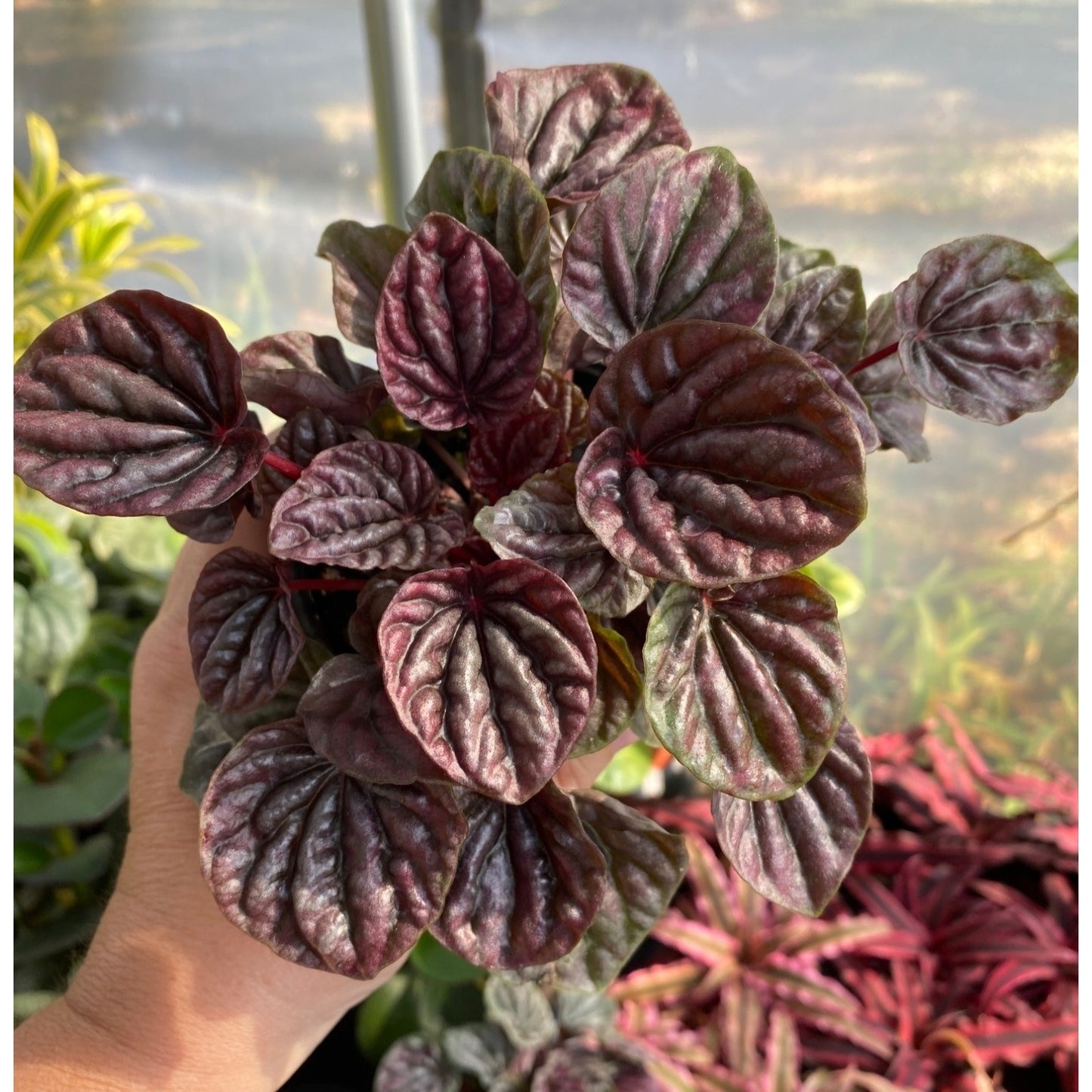 Peperomia or Radiator Plant Red Ripple 4 inch Pot Live Plant