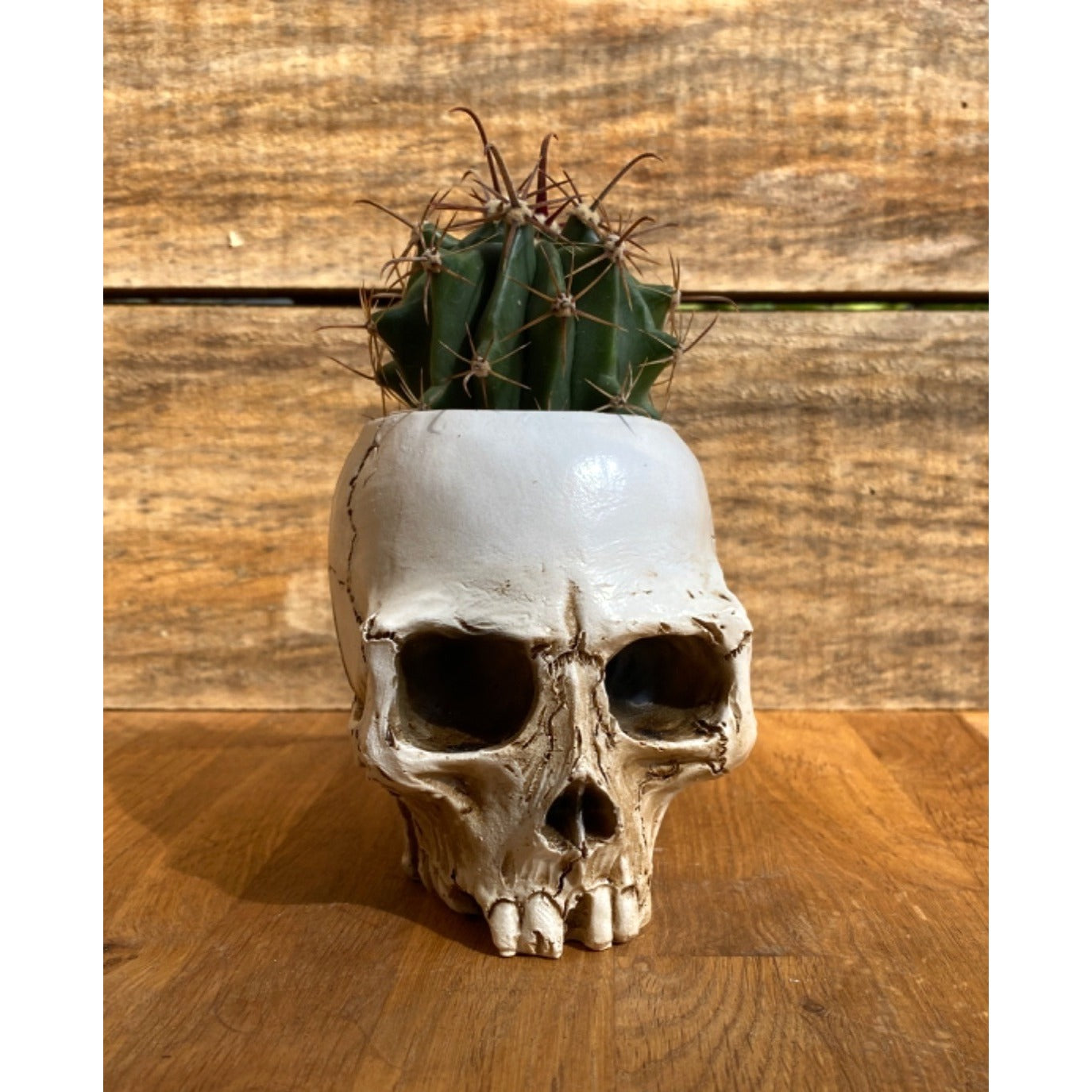 Skull Planter Medium Size with Devil's Tongue Cactus Ferocactus latispinus Live Plant