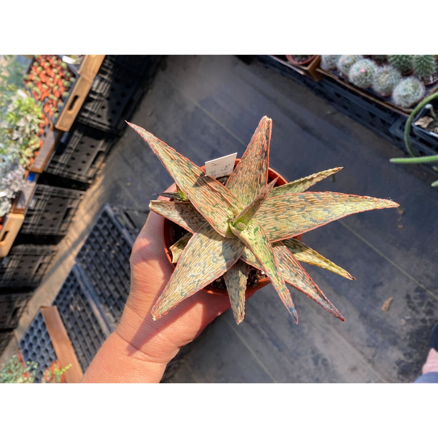 Aloe Hybrid Pink Blush 4" Pot Live Plant