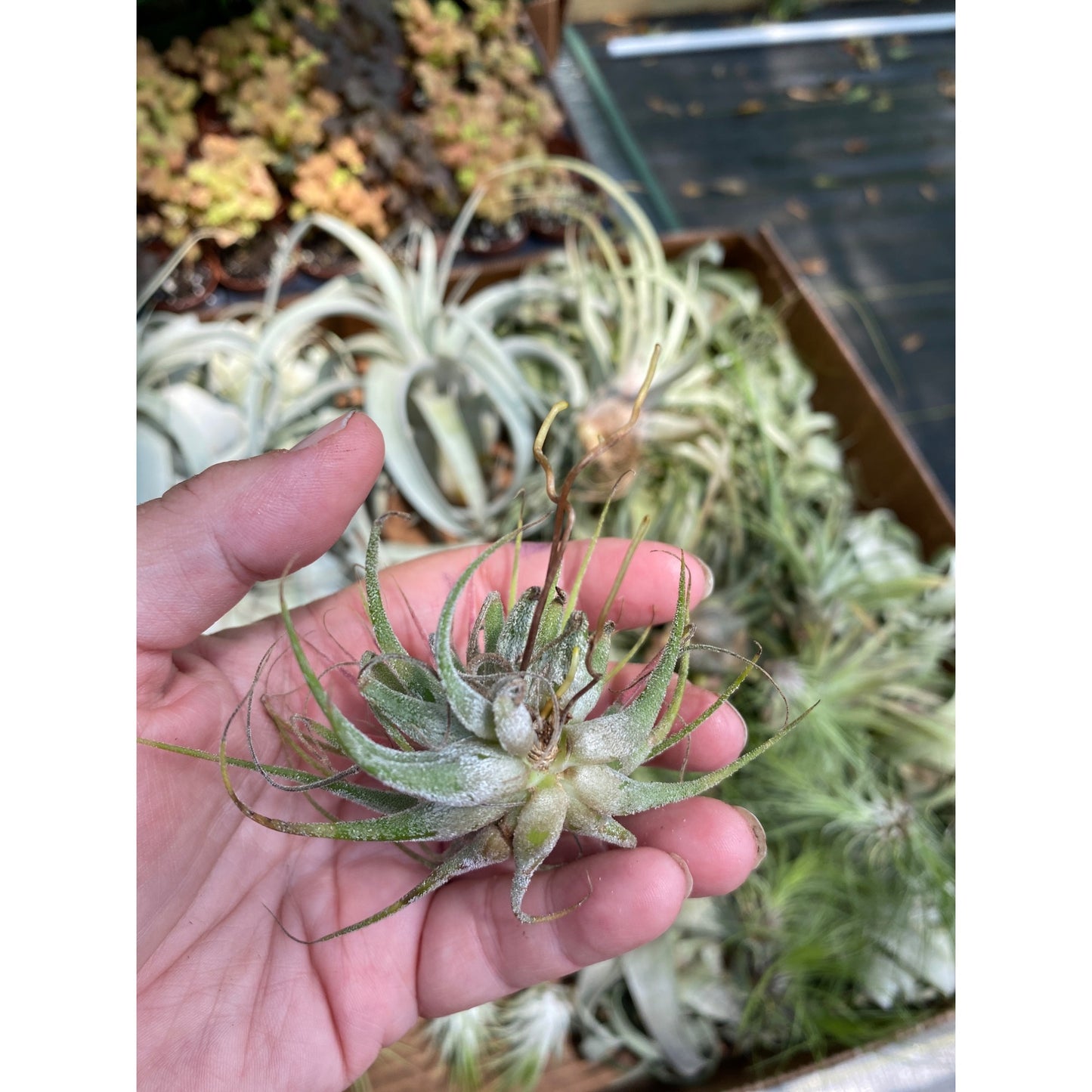 Air Plant Tillandsia Ionantha Live Plant