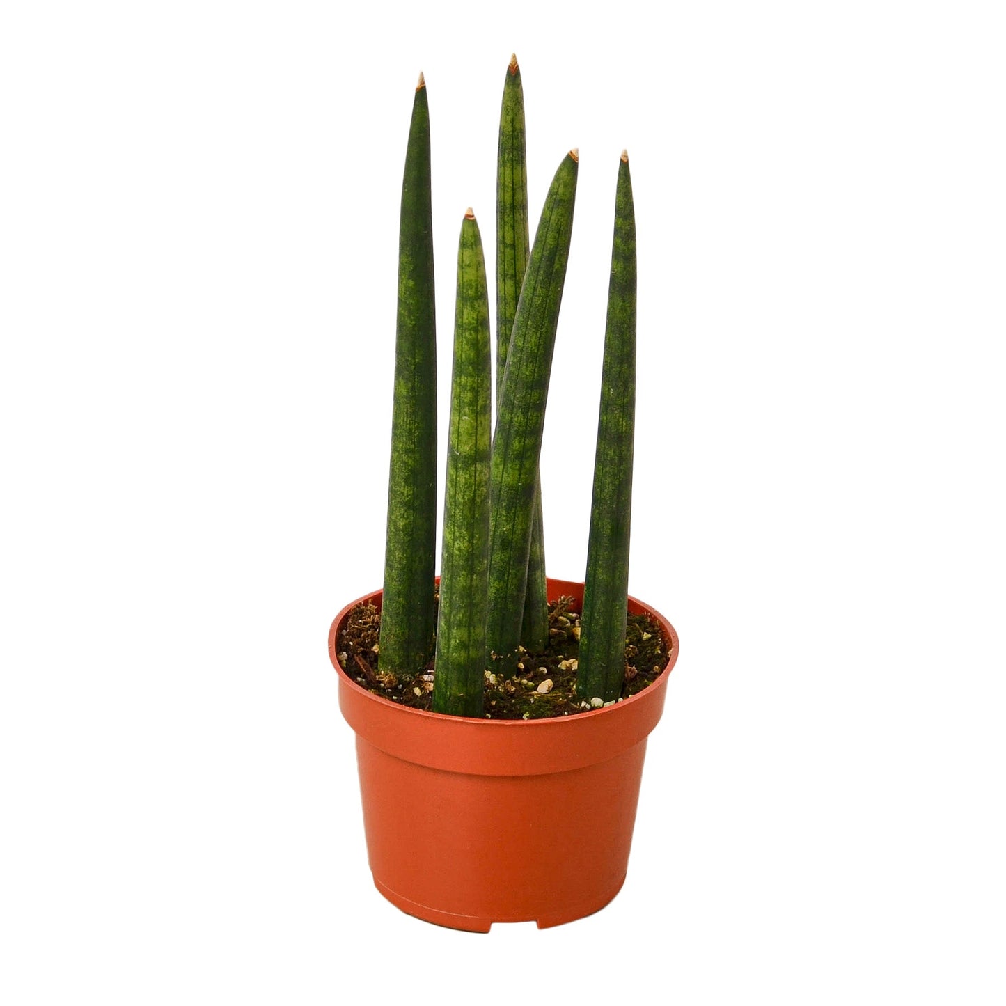 Sansevieria Cylindrica Snake Plant Live Plant Multiple Sizes Available