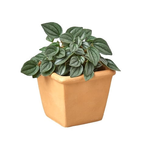 Subscription Box 1 Pre-Potted Live Plant