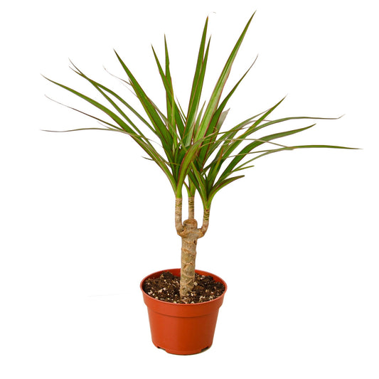 Dracaena Marginata Cane Dragon Tree Live Plant