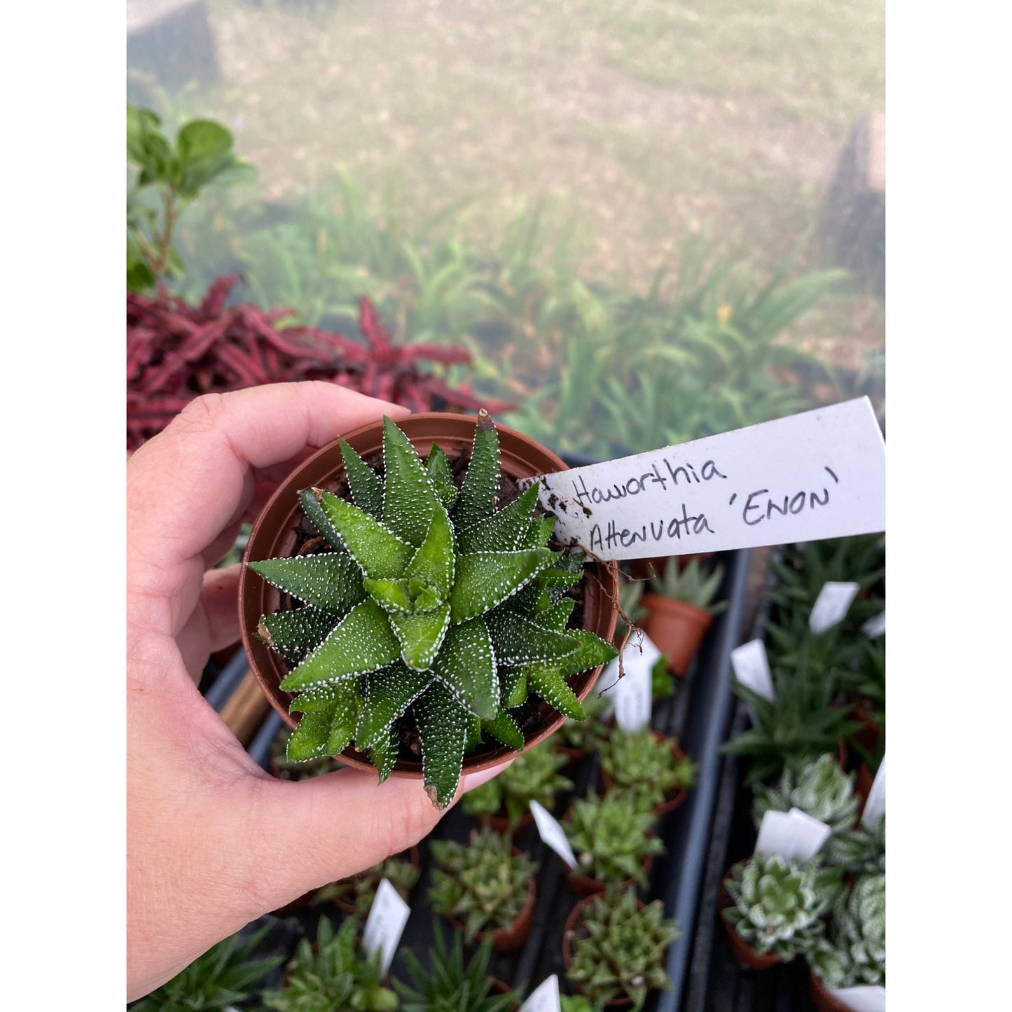 Succulent Haworthia Attenuata Enon 3” pot Live Plant
