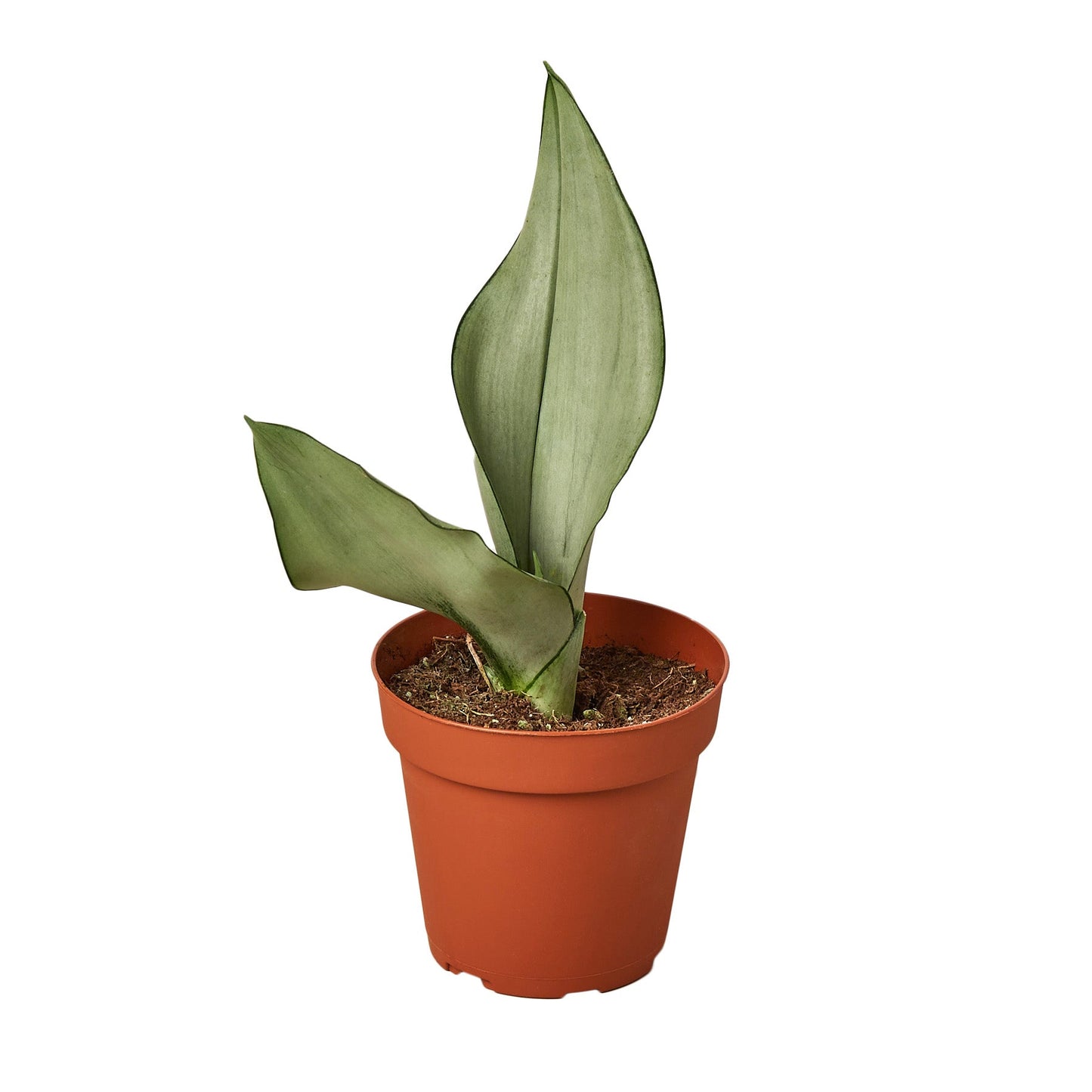 Sansevieria Moonshine Snake Plant Live Plant Multiple Sizes Available