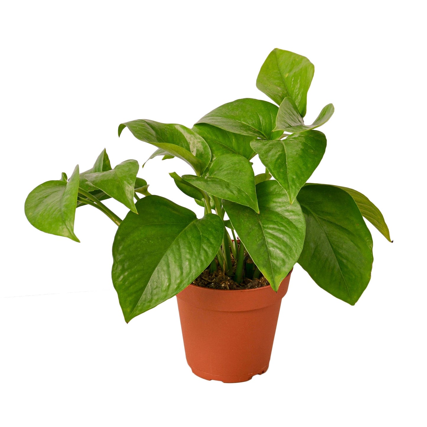 Pothos Green Queen Epipremnum Aureum Devil's Ivy