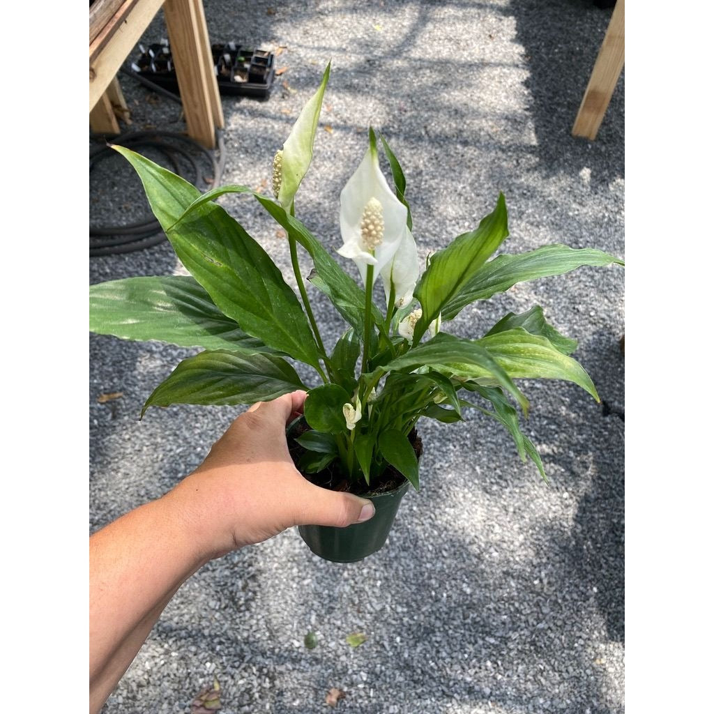 Peace Lily Spathiphyllum Platinum Mist 4" Pot Live Plant