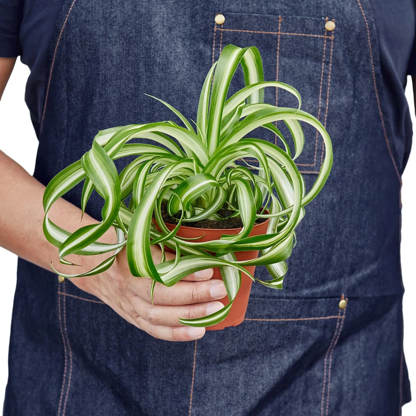 Spider Plant Bonnie Chlorophytum comosum Live Plant Multiple Sizes Available