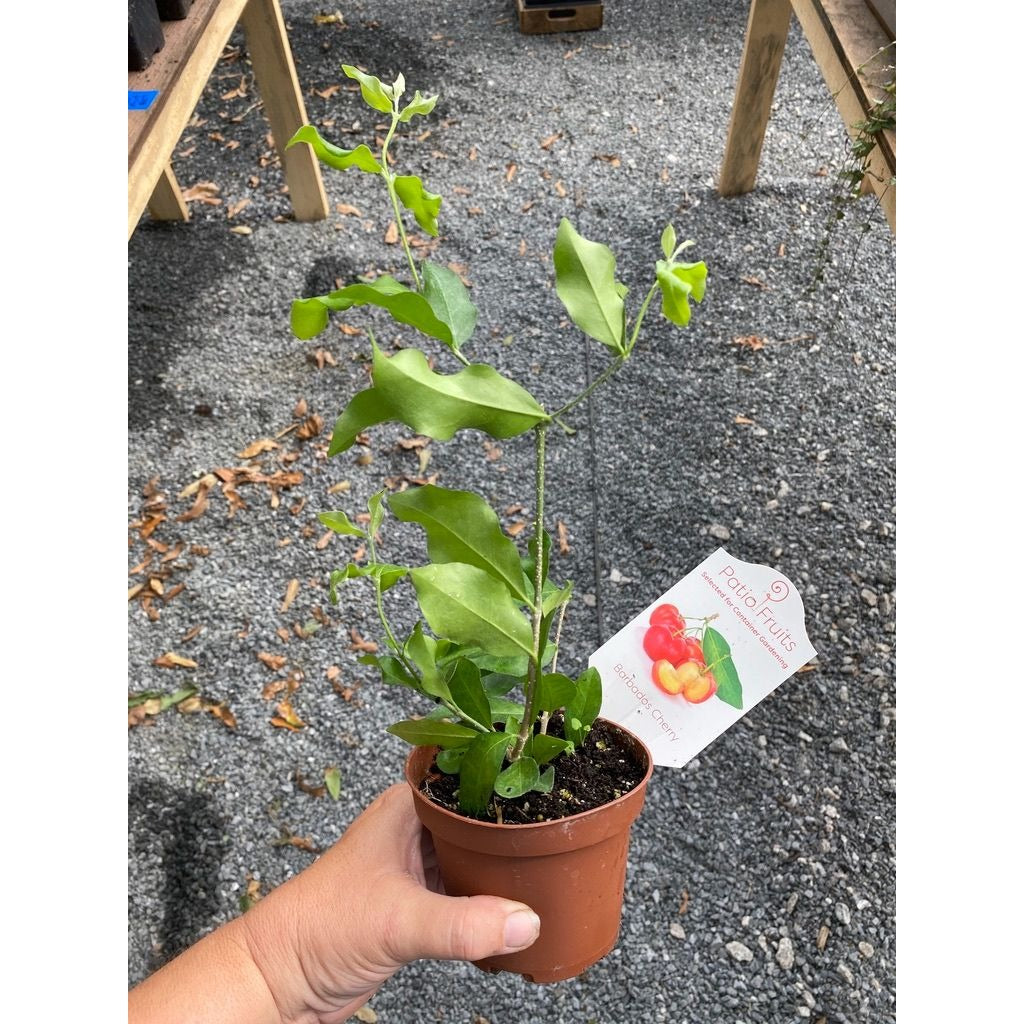 Patio Fruit Dwarf Barbados Cherry Tree Edible Fruit 4" Pot Live Plant