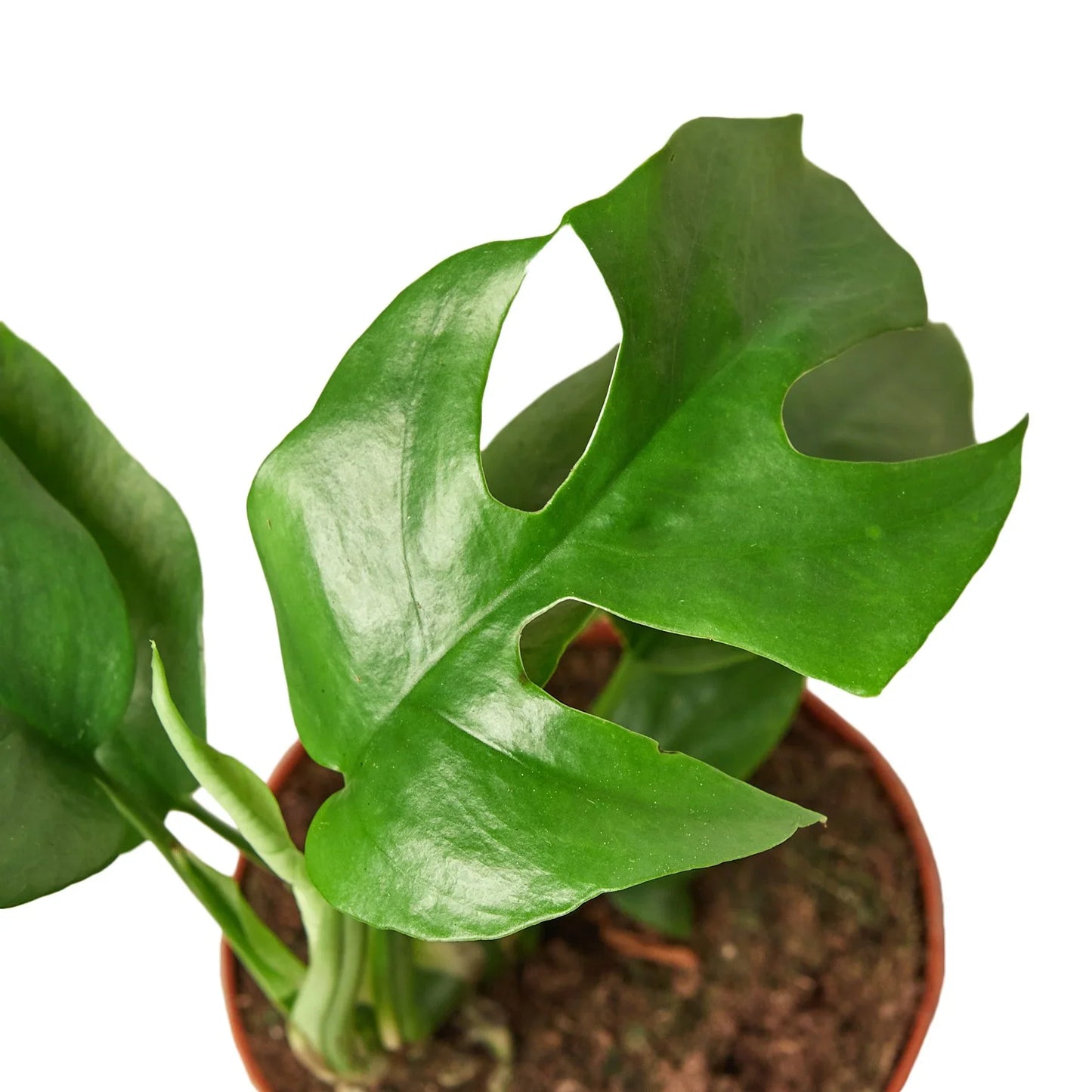 Rhaphidophora Tetrasperma Mini Monstera Minima Cheese Plant Lite Live Plant Multiple Sizes Available