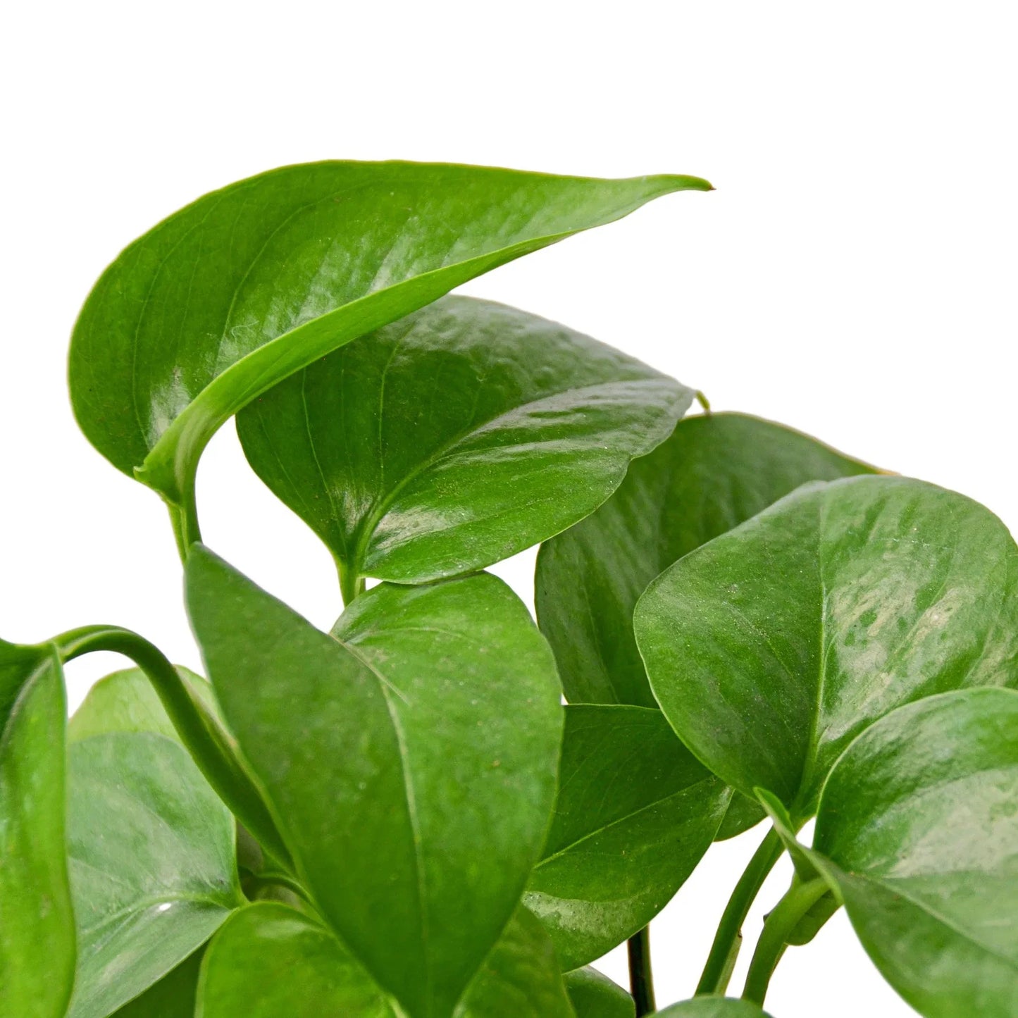 Pothos Green Queen Epipremnum Aureum Devil's Ivy