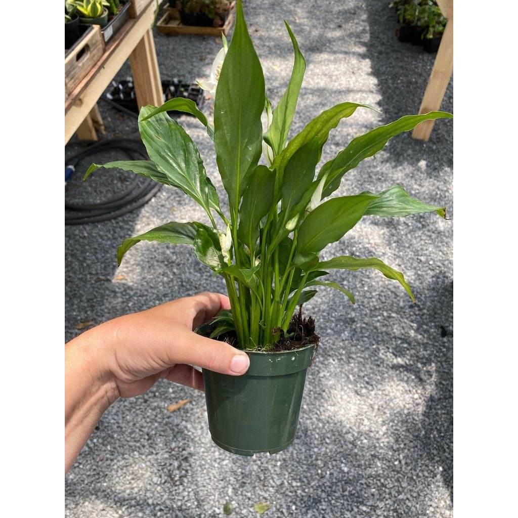 Peace Lily Spathiphyllum Platinum Mist 4" Pot Live Plant