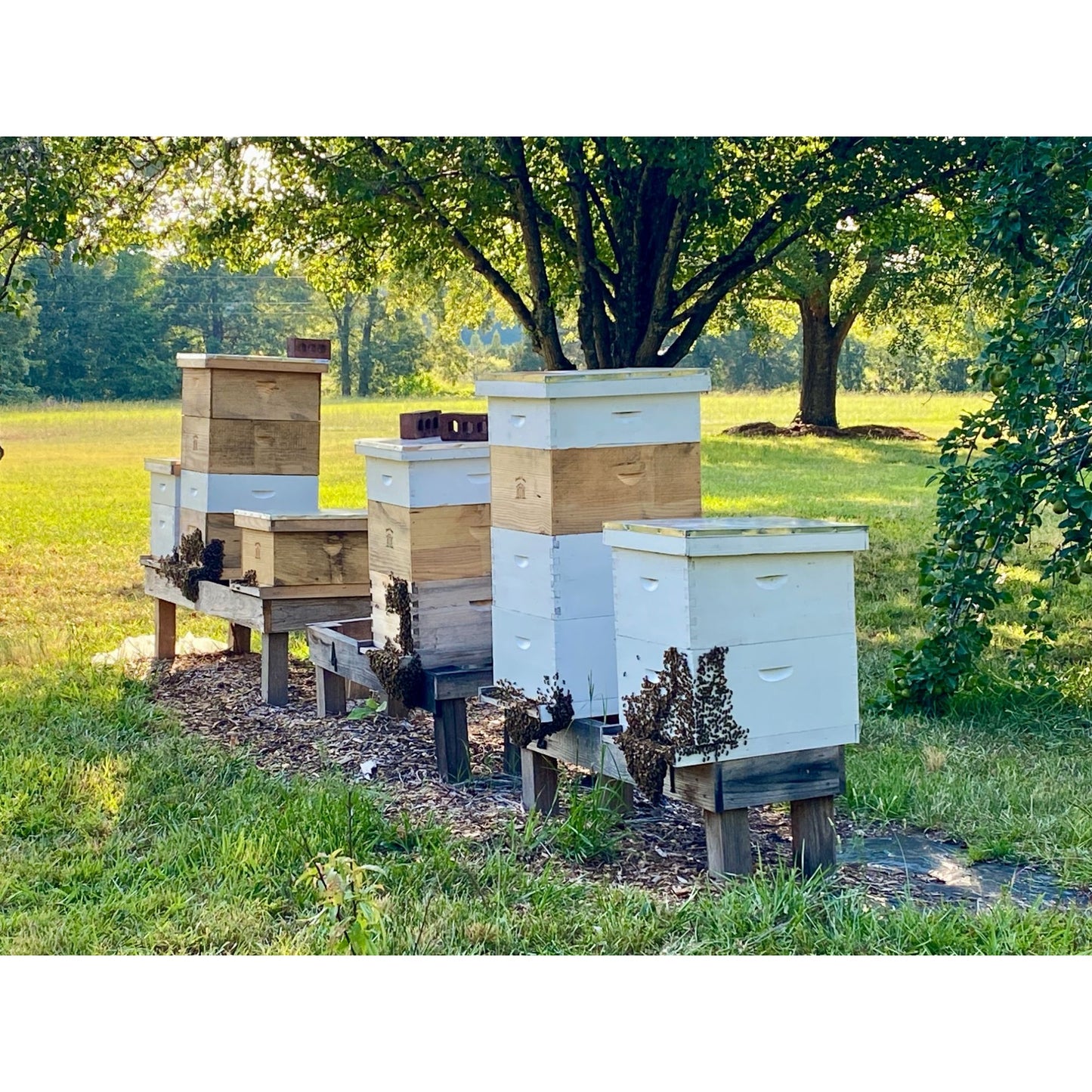 Honey from Smoot's Farm Beehives 8oz