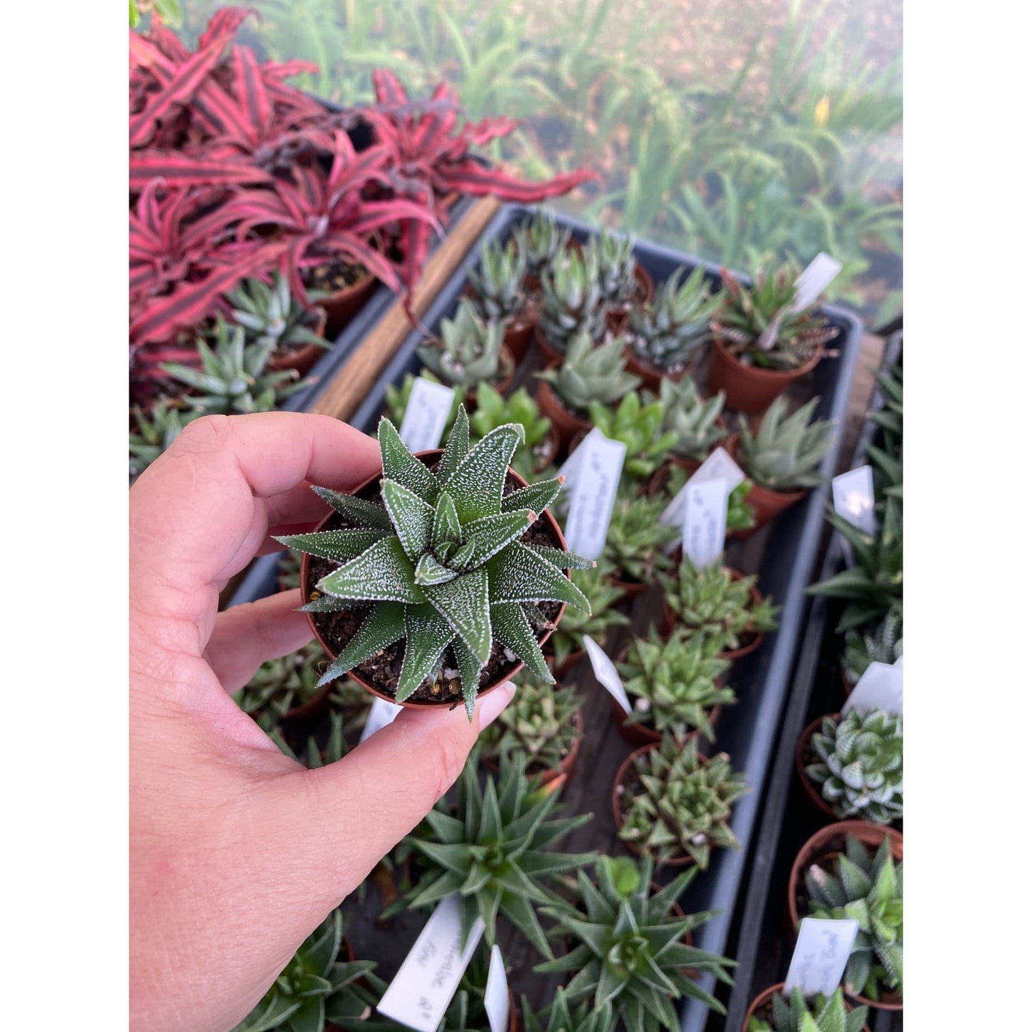 Succulent Haworthia fasciata Cape Town 2" Pot Live Plant