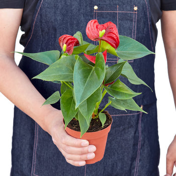 Anthurium 'Red' Live Plant