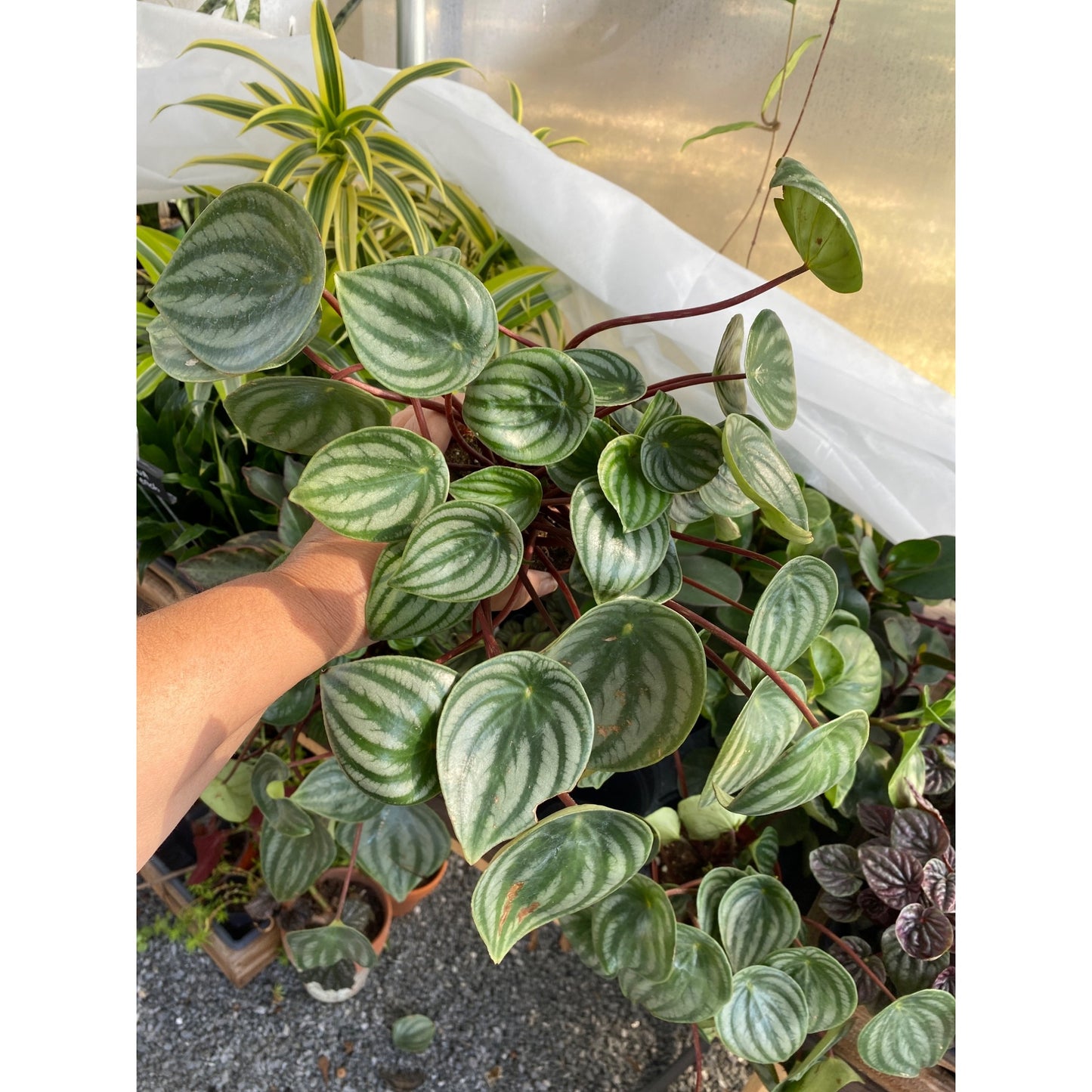 Peperomia Argyreia Watermelon Baby Rubberplant 4 Inch Pot Live Plant