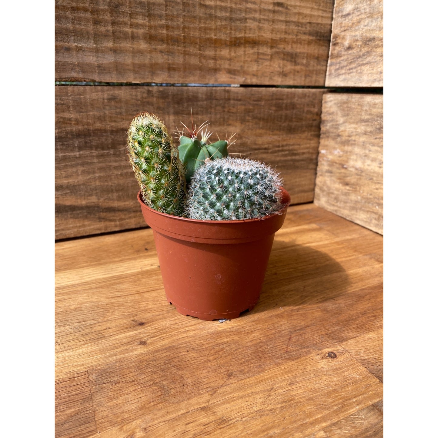 Cacti Cactus Combo #2 Three Cactus per Pot 4" Pot Live Plant