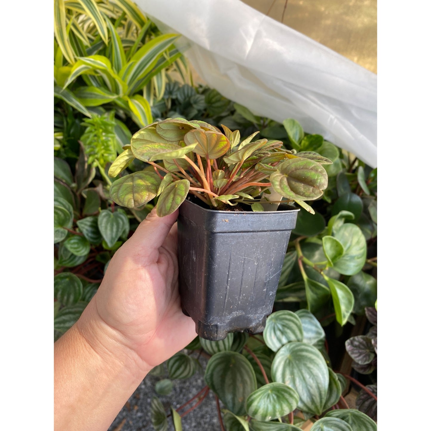 Peperomia or Radiator Plant Peppermill 2.5 Inch Tall Pot Live Plant