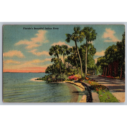 Indian River FL Florida Tropical Florida Series 1953 Linen Postcard Used