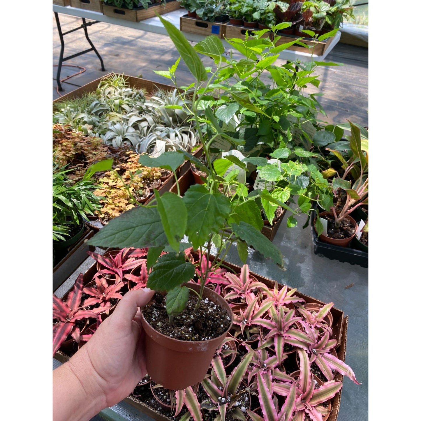 Patio Fruit Mulberry Bush or Morus Nigra Dwarf Fruit Tree 4" Pot Live Plant