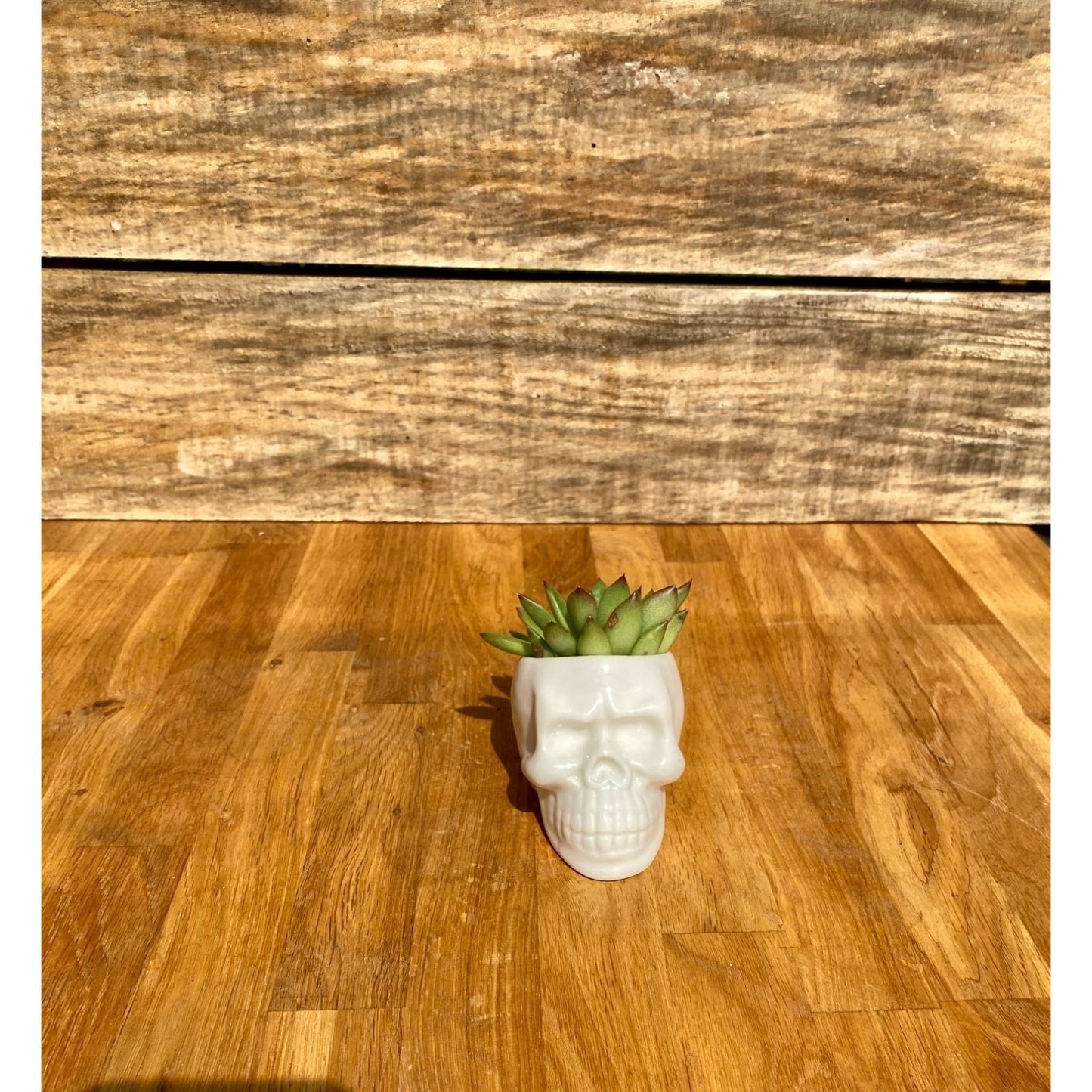 Small Skull with Potted 2" Succulent