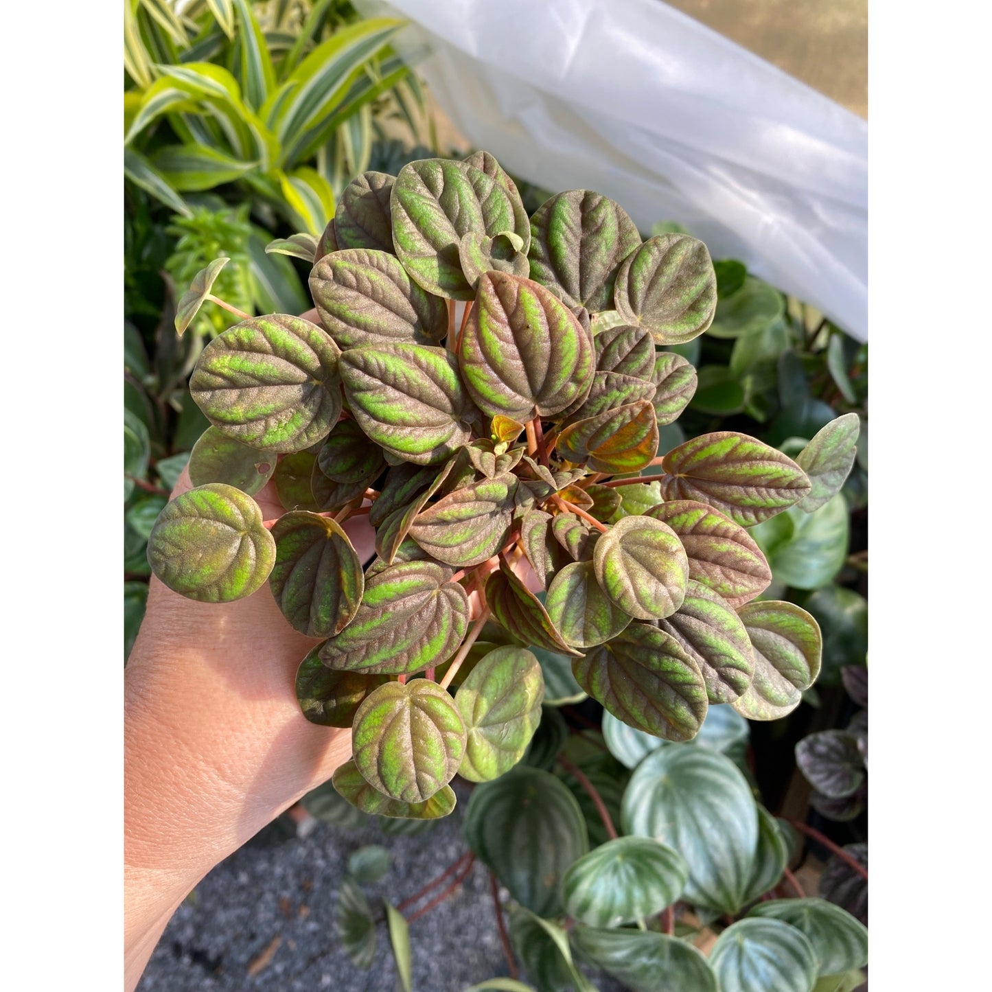 Peperomia or Radiator Plant Peppermill 2.5 Inch Tall Pot Live Plant