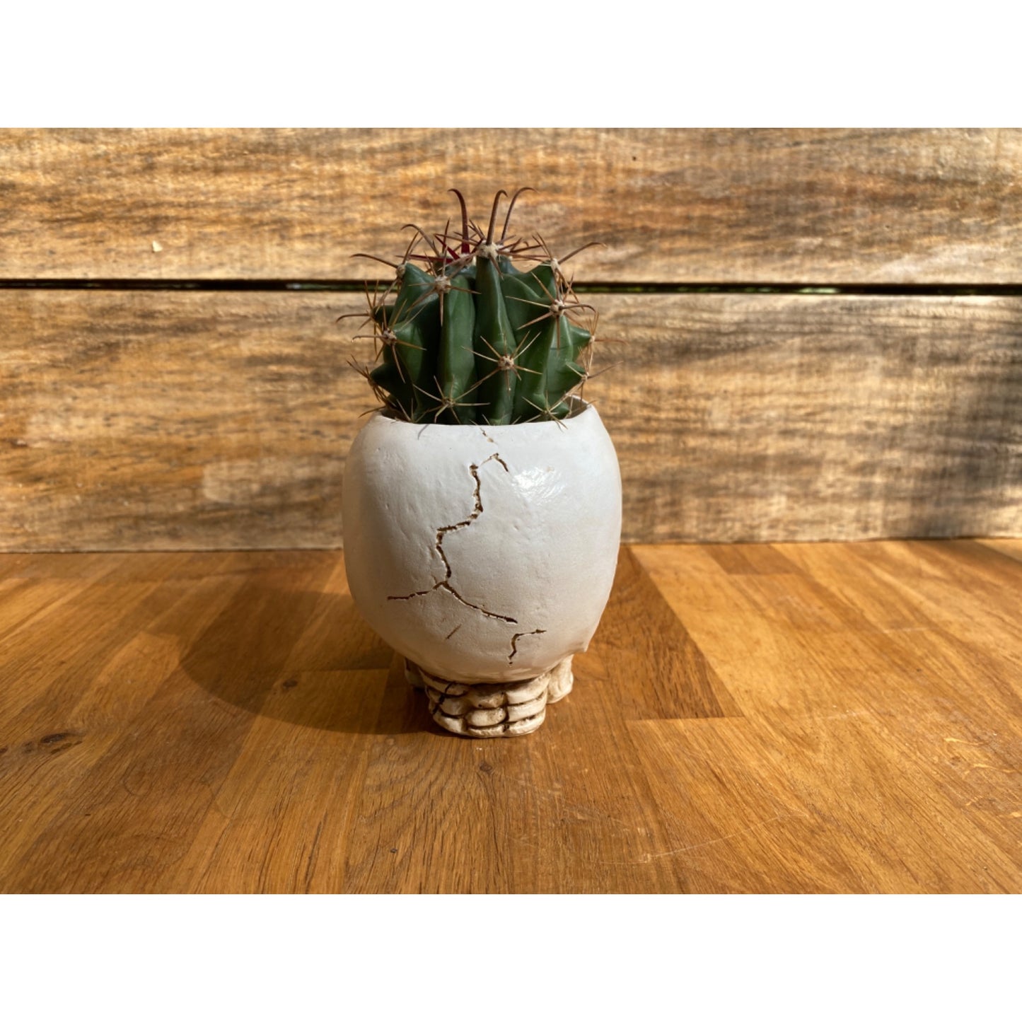 Skull Planter Medium Size with Devil's Tongue Cactus Ferocactus latispinus Live Plant