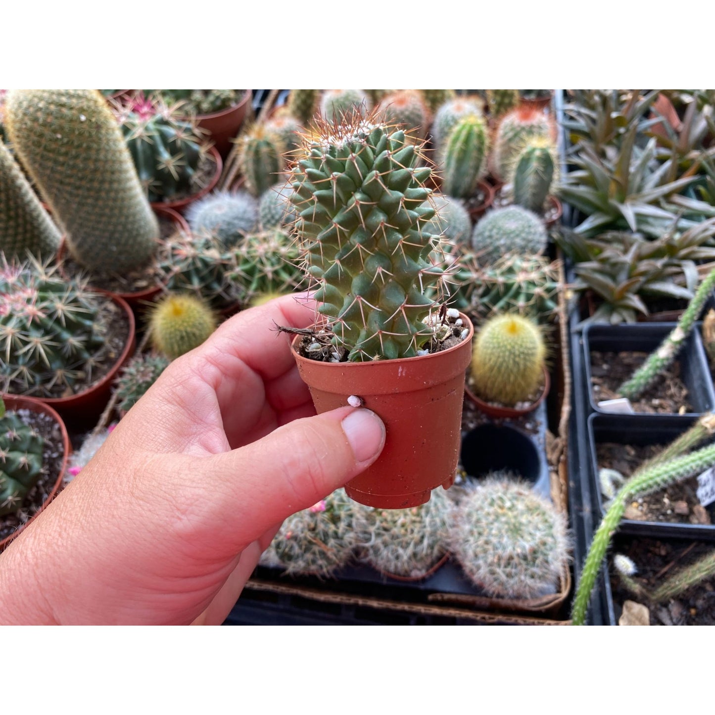 Cactus Toluca Mammillaria polythele 3" Pot Live Plant