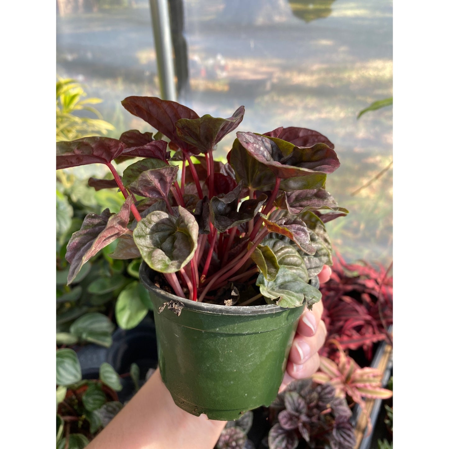 Peperomia or Radiator Plant Red Ripple 4 inch Pot Live Plant