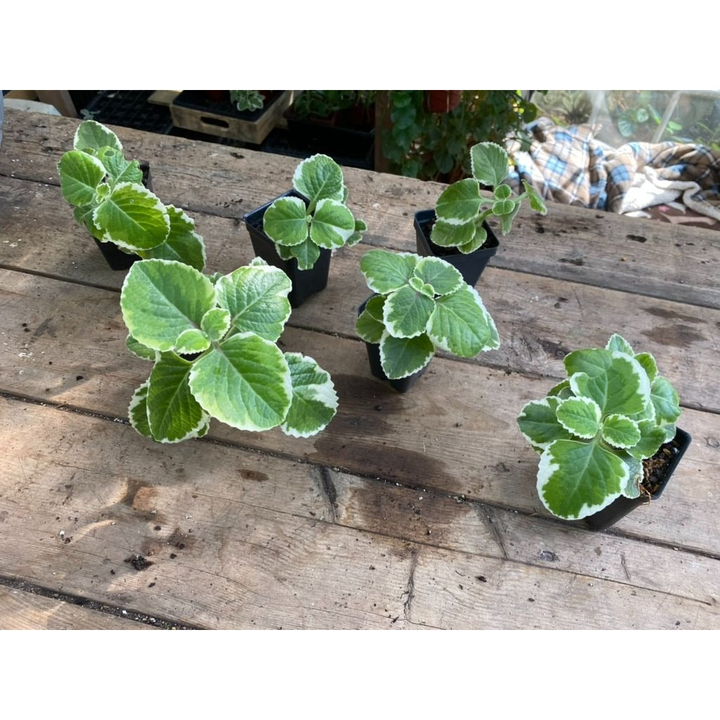 Oregano Cuban Variegated 2.5 Tall Pot Live Starter Plant