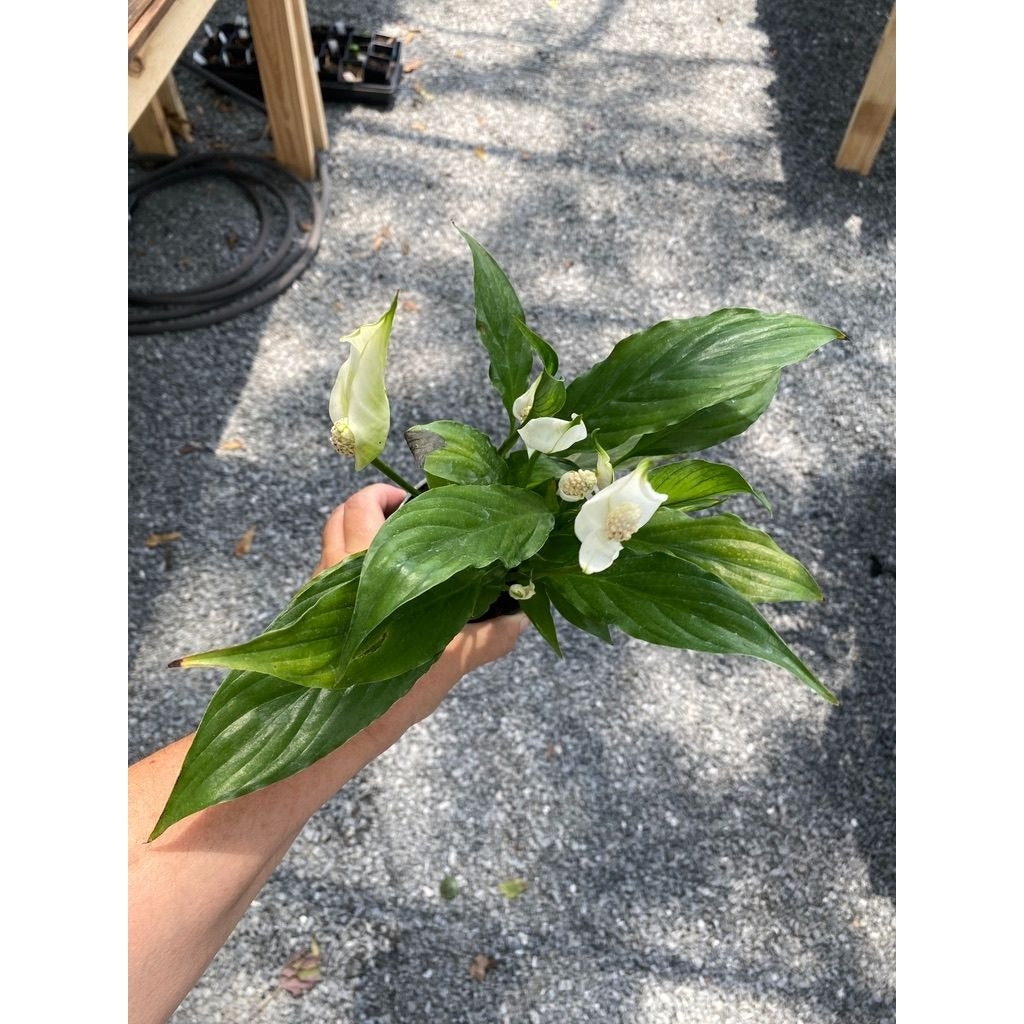 Peace Lily Spathiphyllum Platinum Mist 4" Pot Live Plant