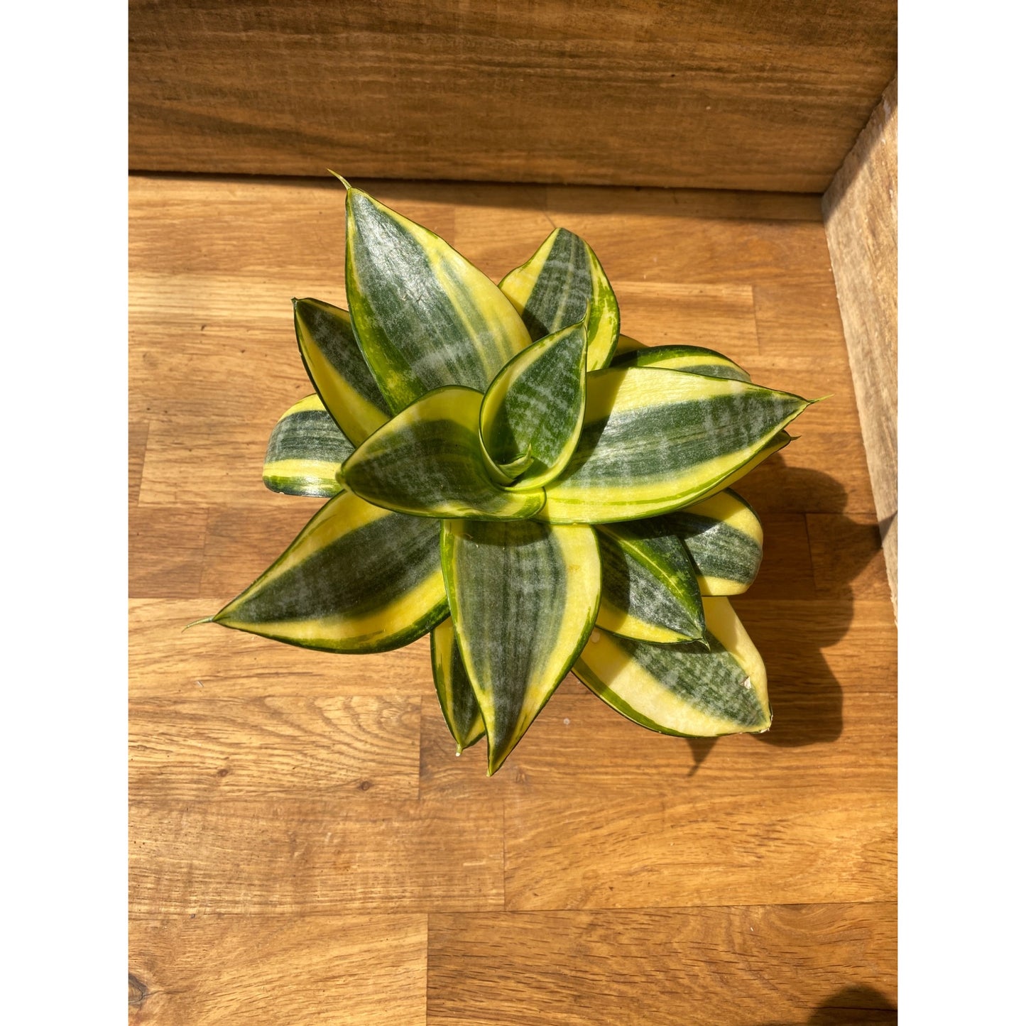 Snake Plant Sansevieria Golden Hahnii 4" Pot Live Plant