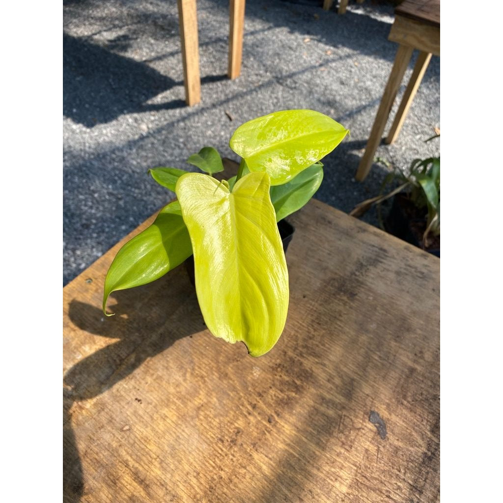 Philodendron Bipennifolium Golden Violin 4 Inch Tall Pot Live Plant