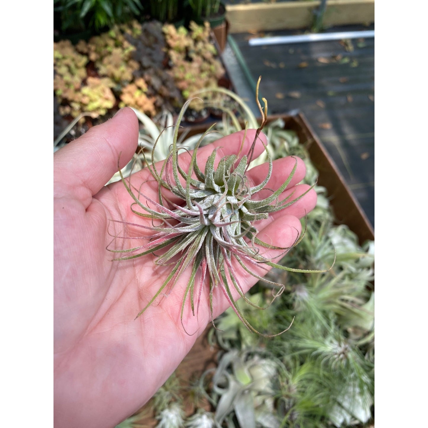 Air Plant Tillandsia Ionantha Live Plant