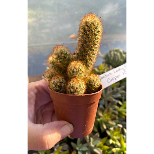 Cactus Mammillaria Elongata Lady Finger Copper King 2" Pot Live Plant