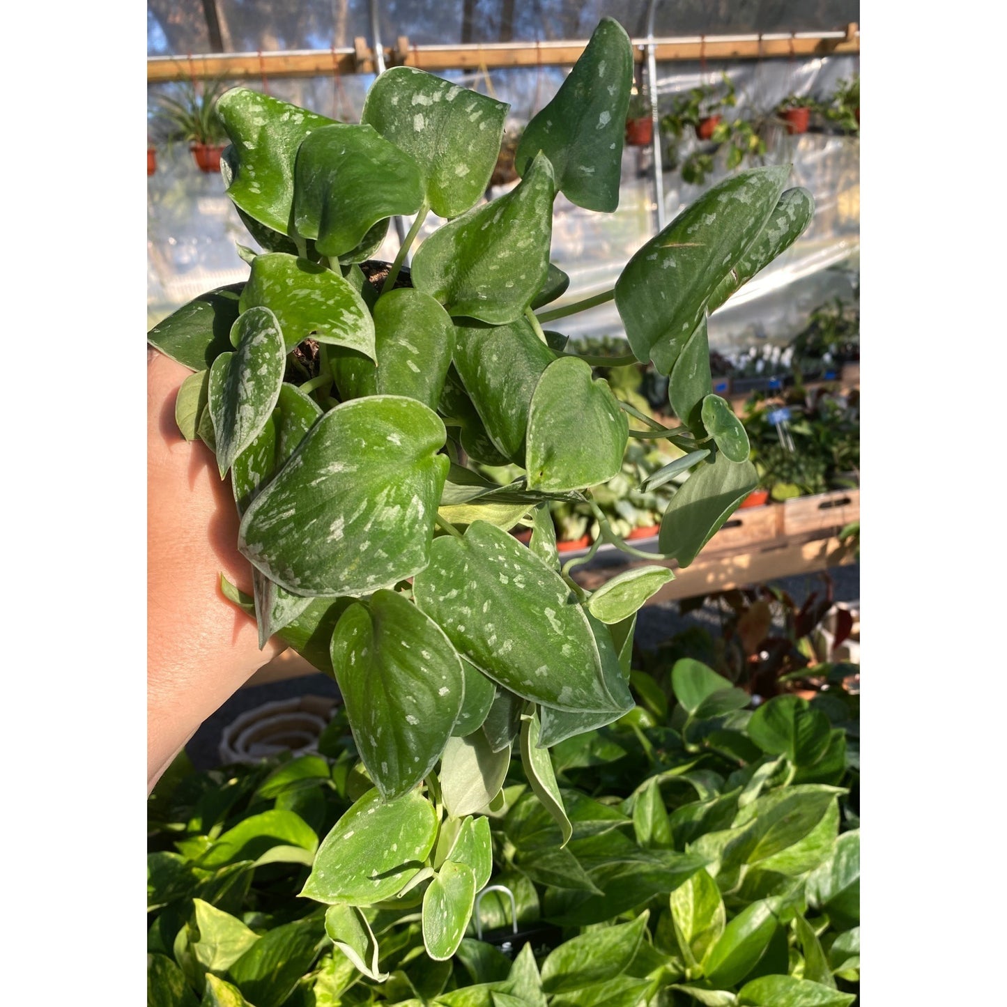 Scindapsus Pictus or Satin Pothos Satin 4" Pot Live Plant