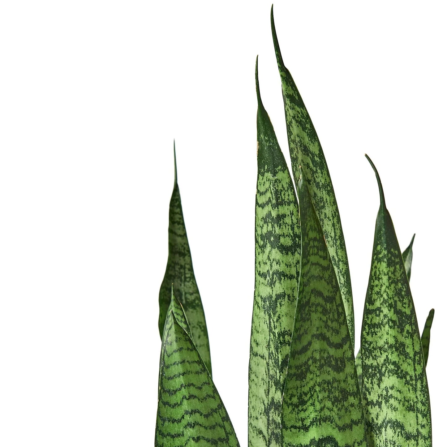 Sansevieria Zeylanica Snake Plant Live Plant Multiple Sizes Available