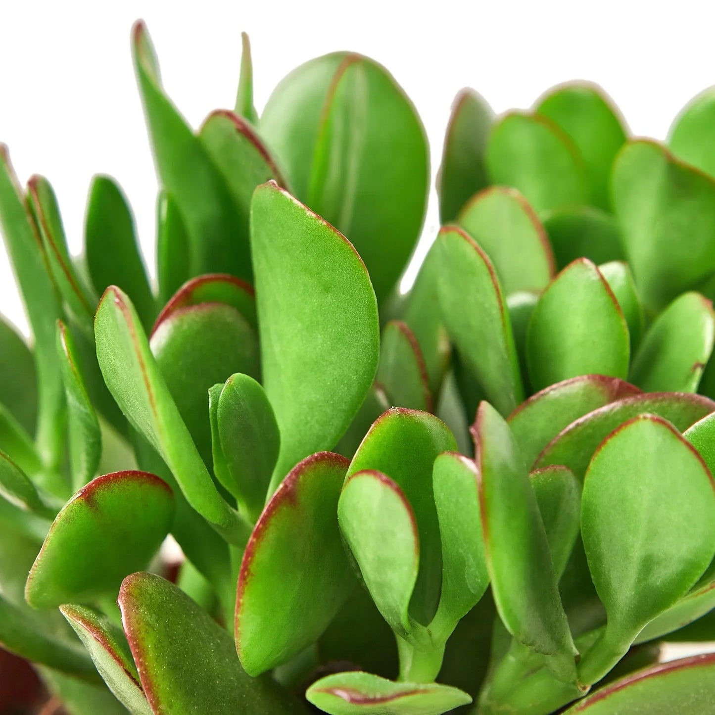 Succulent Crassula Jade Money Plant Live Plant Multiple Sizes Available