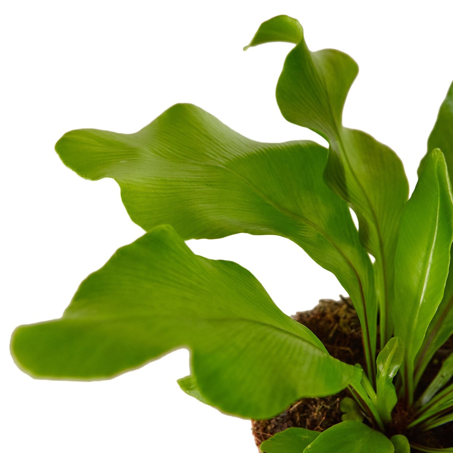 Fern Bird's Nest 'Nidus' Fern Live Plant