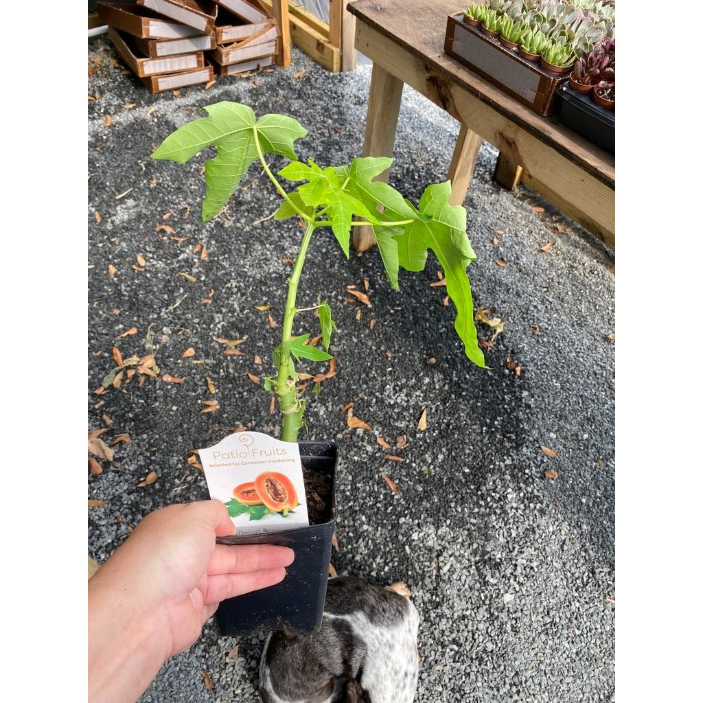 Patio Fruit Dwarf Red Lady Papaya Tree 4" Pot Live Plant