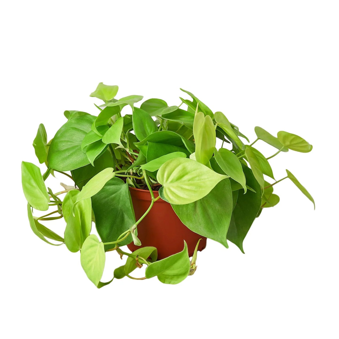 Philodendron Cordatum Neon Live Plant Multiple Sizes Available