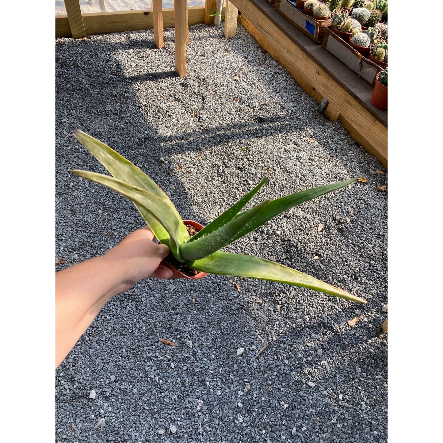 Aloe Vera Barbadensis Mill Burn First Aid Plant True Aloe 4" Pot Live Plant