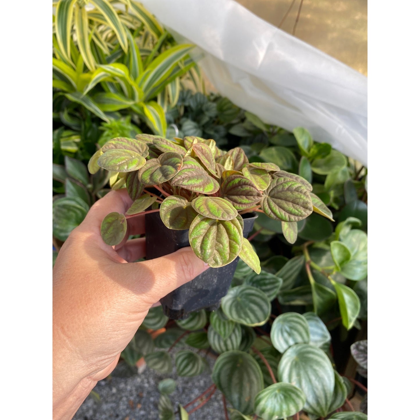 Peperomia or Radiator Plant Peppermill 2.5 Inch Tall Pot Live Plant